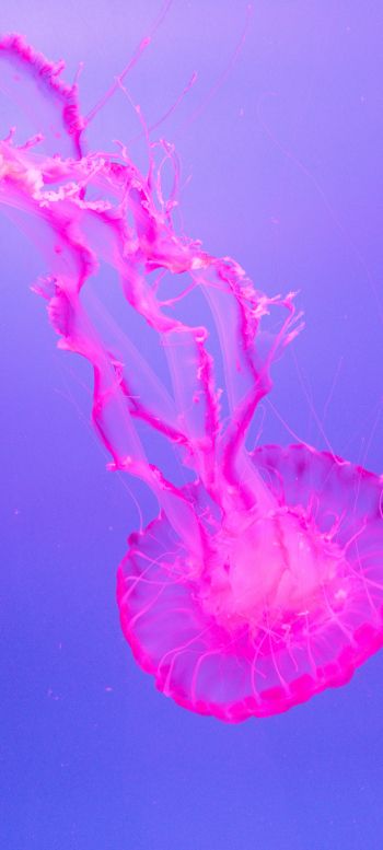 jellyfish, pink Wallpaper 1440x3200