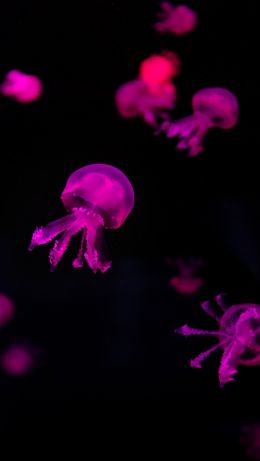 jellyfish, pink Wallpaper 640x1136