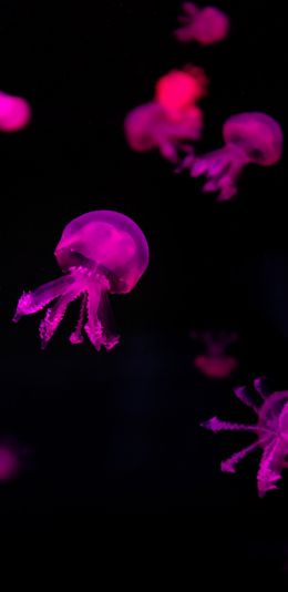 jellyfish, pink Wallpaper 1080x2220