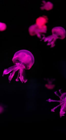Обои 1440x3040 медузы, розовый