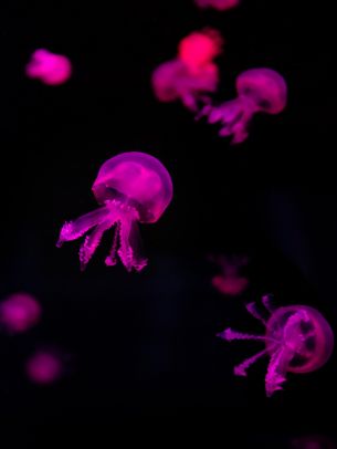 Обои 2048x2732 медузы, розовый