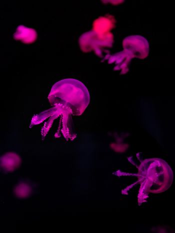 Обои 2048x2732 медузы, розовый