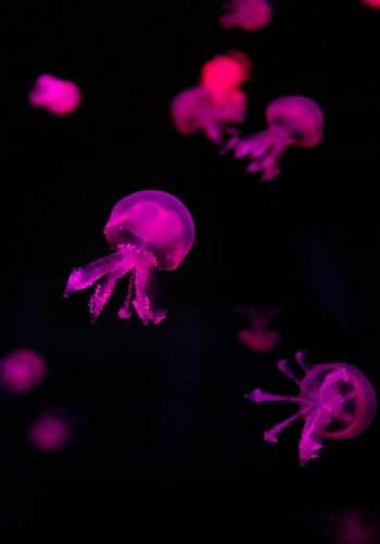 Обои 1668x2388 медузы, розовый