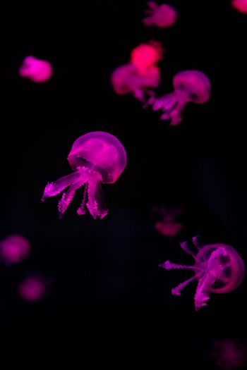 Обои 640x960 медузы, розовый