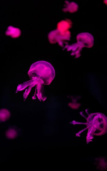 Обои 1600x2560 медузы, розовый