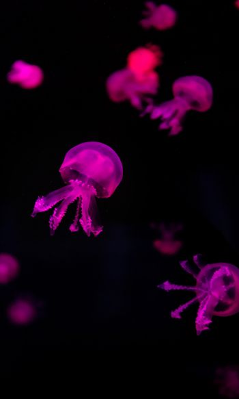 jellyfish, pink Wallpaper 1200x2000