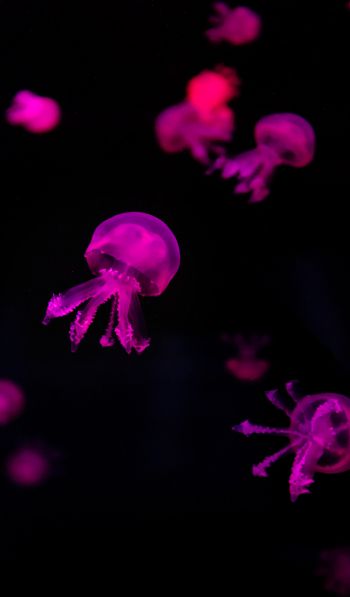 Обои 600x1024 медузы, розовый