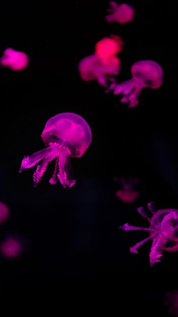 Обои 1080x1920 медузы, розовый