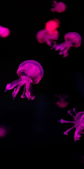 Обои 720x1440 медузы, розовый