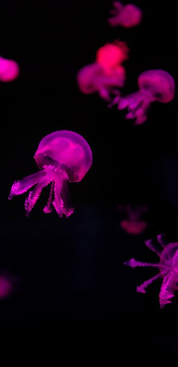 Обои 1080x2220 медузы, розовый