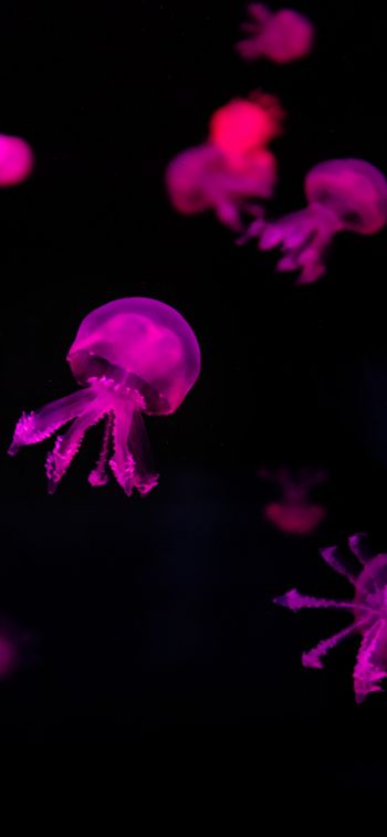 Обои 1170x2532 медузы, розовый