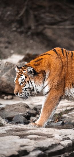 tiger, Zurich, Switzerland Wallpaper 720x1520