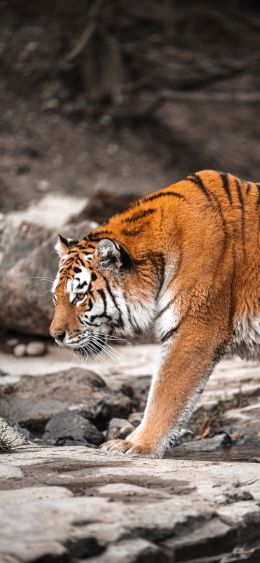 tiger, Zurich, Switzerland Wallpaper 1080x2340