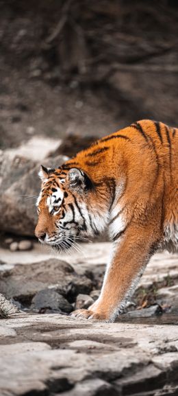 tiger, Zurich, Switzerland Wallpaper 1440x3200