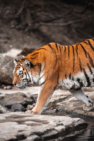 tiger, Zurich, Switzerland Wallpaper 3648x5472