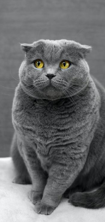 cat, yellow eyes Wallpaper 1080x2280