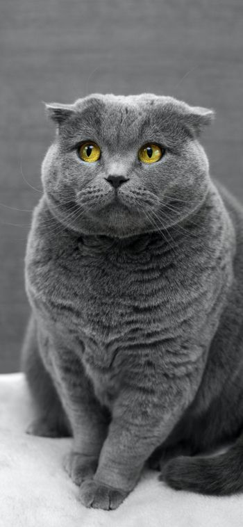cat, yellow eyes Wallpaper 1080x2340