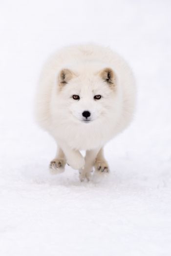 fox, winter, yellow eyes Wallpaper 640x960