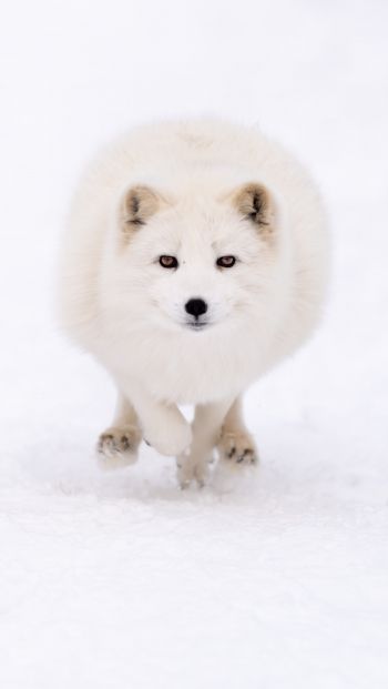 fox, winter, yellow eyes Wallpaper 640x1136
