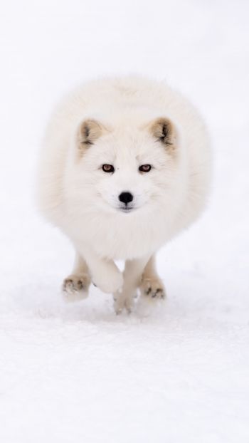 fox, winter, yellow eyes Wallpaper 1440x2560