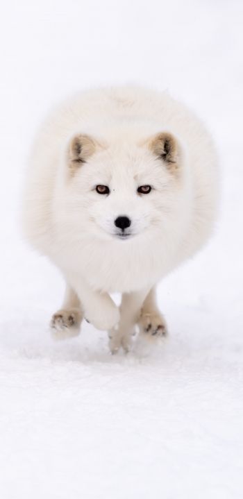 fox, winter, yellow eyes Wallpaper 1080x2220