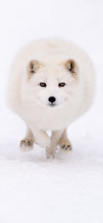 fox, winter, yellow eyes Wallpaper 1080x2340
