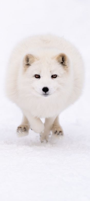 fox, winter, yellow eyes Wallpaper 1440x3200