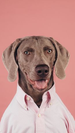 portrait, dog, photo Wallpaper 640x1136