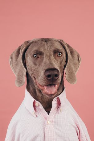 Обои 640x960 портрет, собака, фото