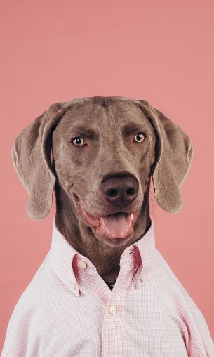 portrait, dog, photo Wallpaper 1200x2000