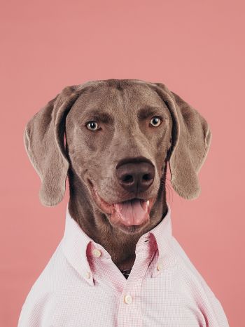 portrait, dog, photo Wallpaper 1620x2160