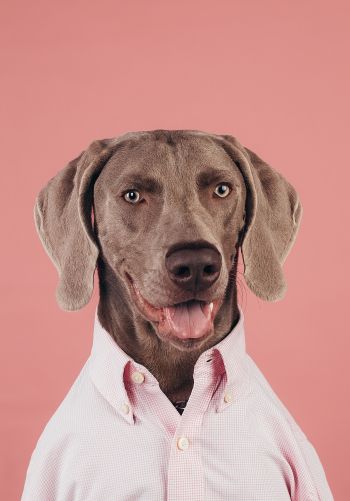 portrait, dog, photo Wallpaper 1668x2388