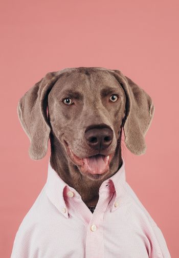 portrait, dog, photo Wallpaper 1640x2360