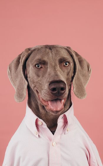 portrait, dog, photo Wallpaper 800x1280