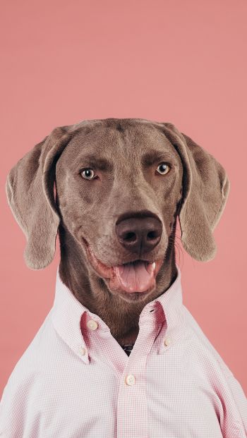 portrait, dog, photo Wallpaper 640x1136