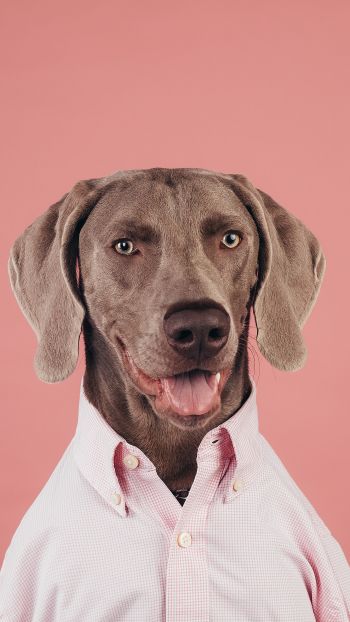 portrait, dog, photo Wallpaper 1080x1920