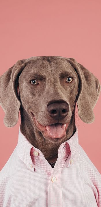 portrait, dog, photo Wallpaper 1080x2220