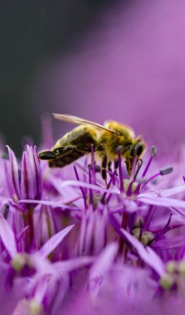 insect, bee Wallpaper 600x1024