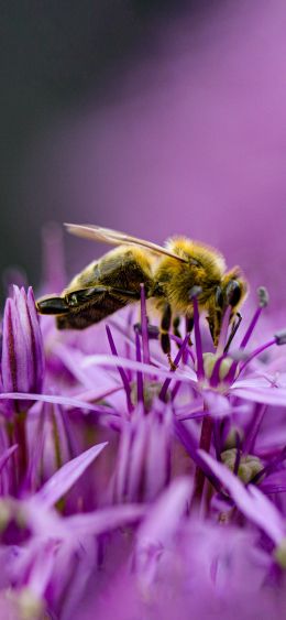 insect, bee Wallpaper 1080x2340