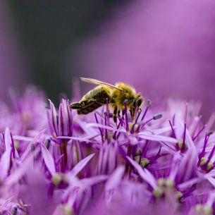 insect, bee Wallpaper 4779x4779
