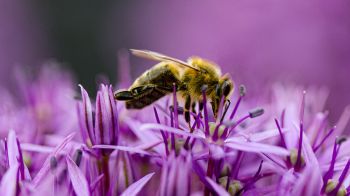 Обои 2560x1440 насекомое, пчела