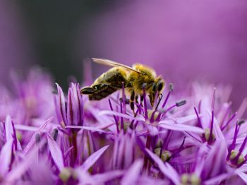 Обои 1024x768 насекомое, пчела