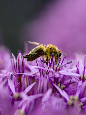 insect, bee Wallpaper 1668x2224