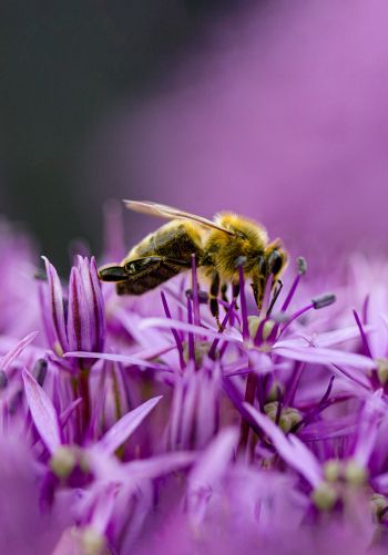 insect, bee Wallpaper 1668x2388