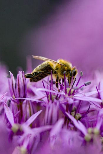 insect, bee Wallpaper 640x960