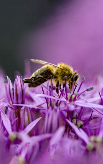 insect, bee Wallpaper 800x1280