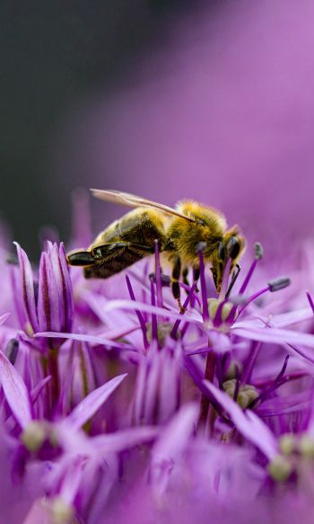 insect, bee Wallpaper 1200x2000