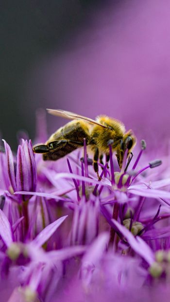 Обои 640x1136 насекомое, пчела