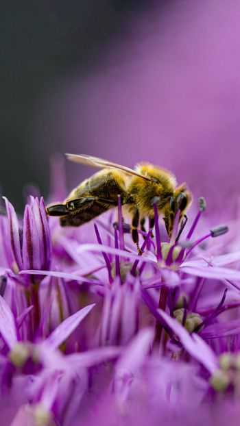 Обои 1080x1920 насекомое, пчела
