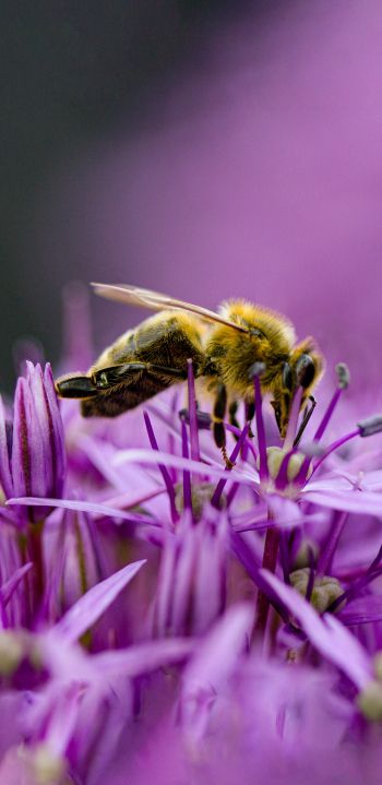 Обои 1080x2220 насекомое, пчела
